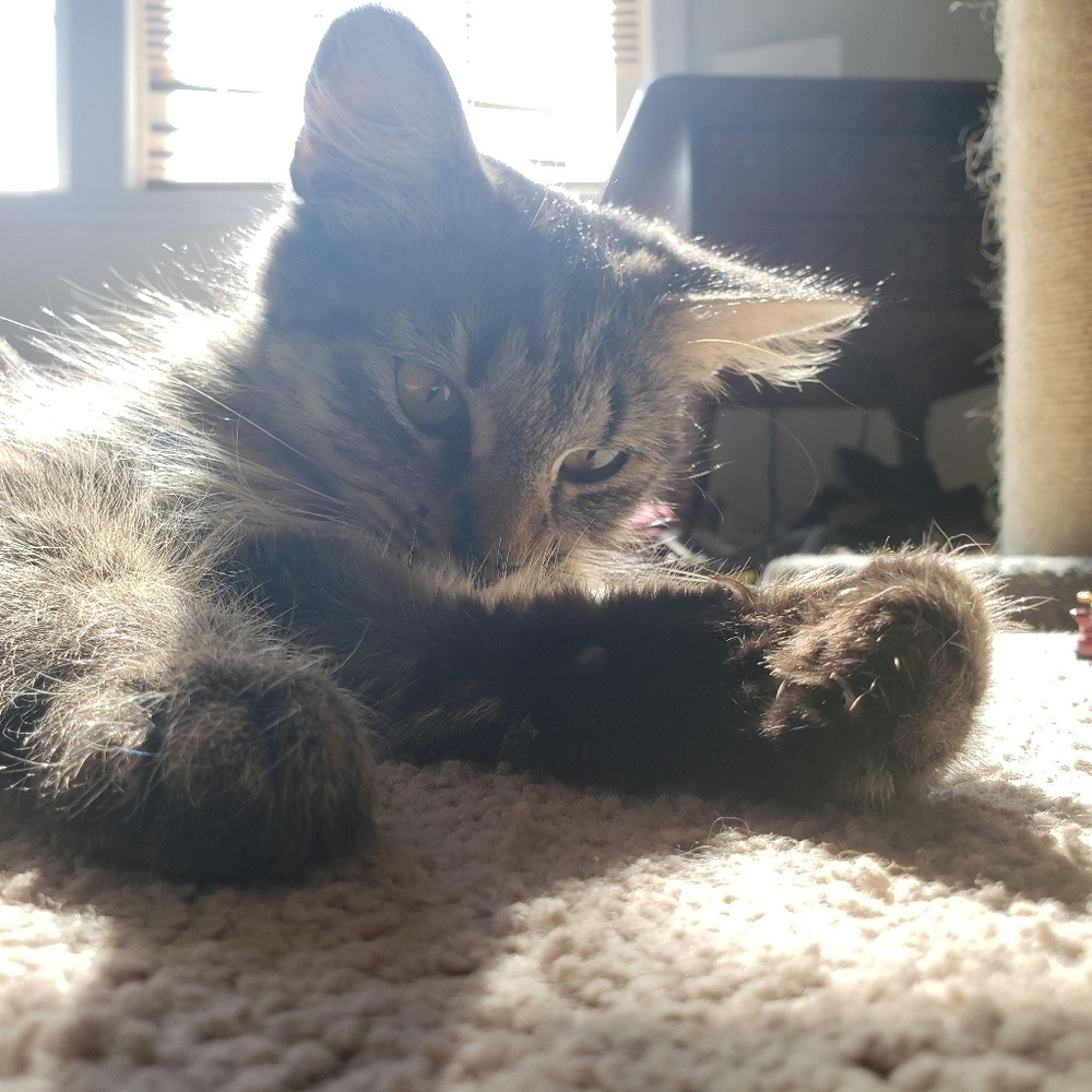 Meet your Posher, Caspar